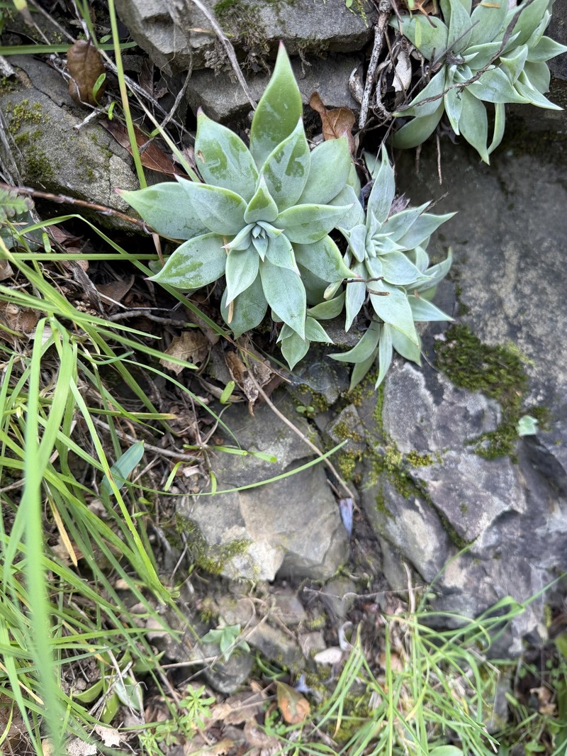Dudleya cymosa subsp. cymosa