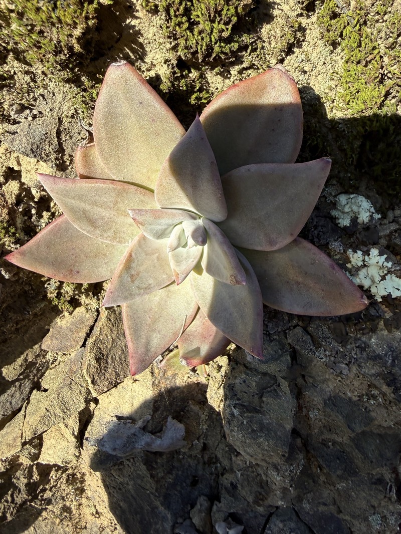 Dudleya cymosa subsp. cymosa photo 2
