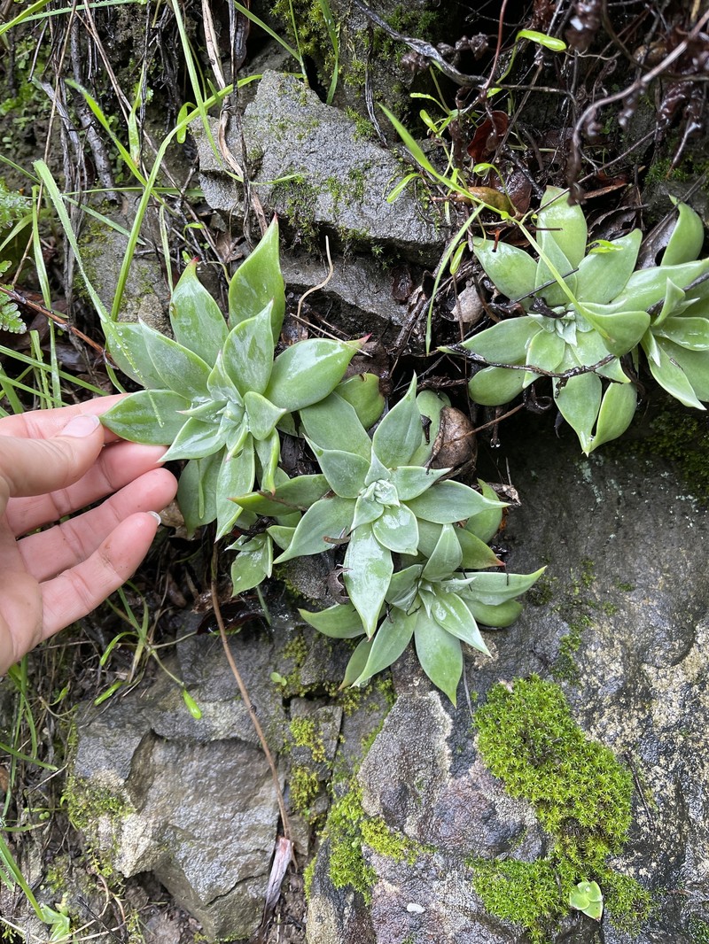 Dudleya cymosa subsp. cymosa photo 3