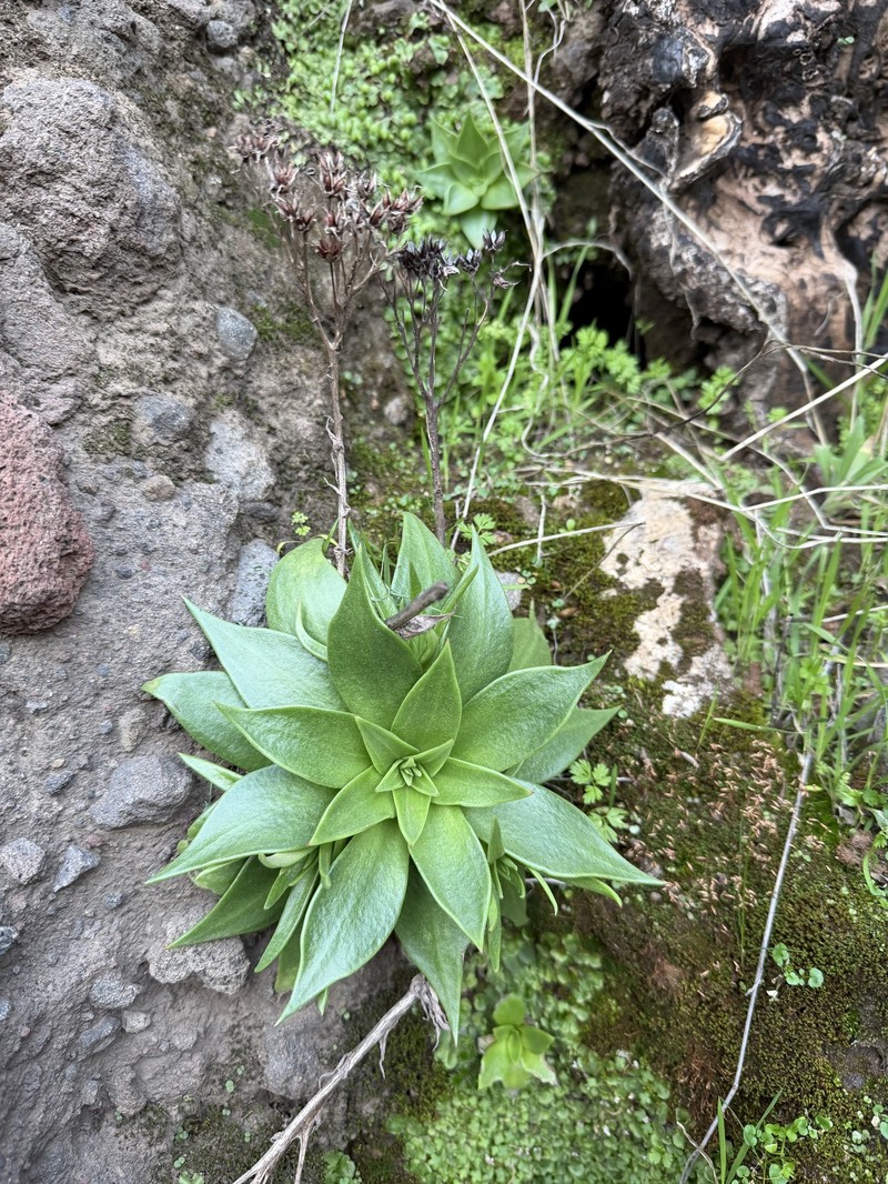 Dudleya cymosa subsp. cymosa photo 4