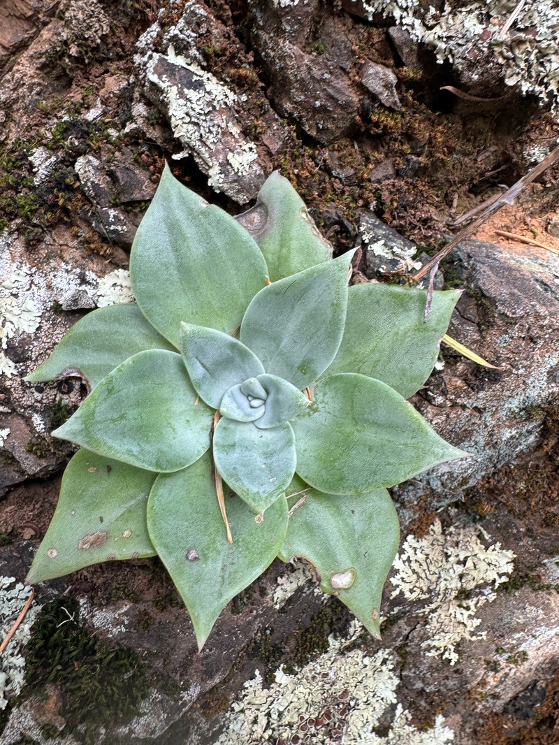 Dudleya cymosa subsp. cymosa photo 5