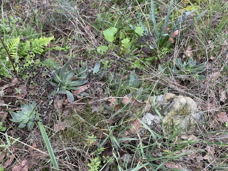 Dudleya cymosa subsp. cymosa photo 6