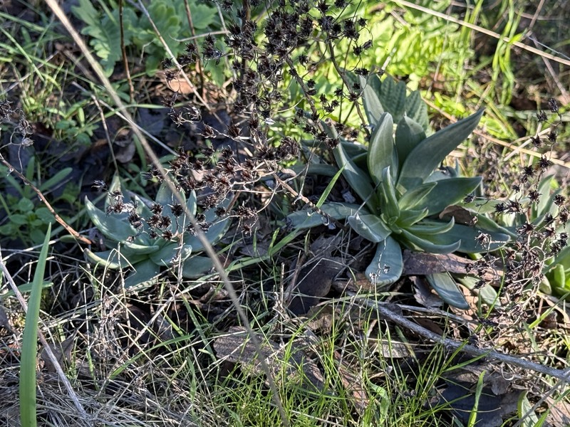 Dudleya cymosa subsp. cymosa photo 7