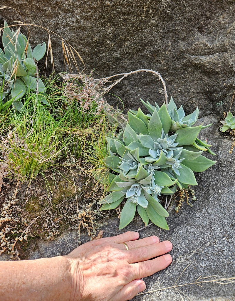 Dudleya cymosa subsp. cymosa photo 8