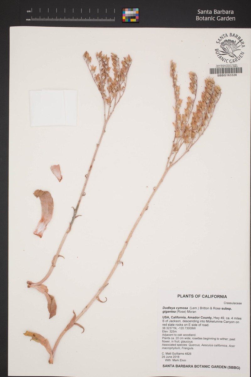 Dudleya cymosa subsp. gigantea