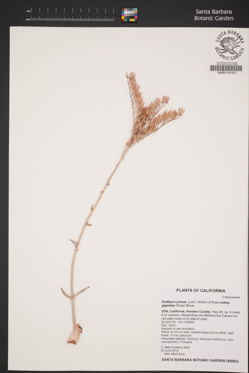 Dudleya cymosa subsp. gigantea photo 2