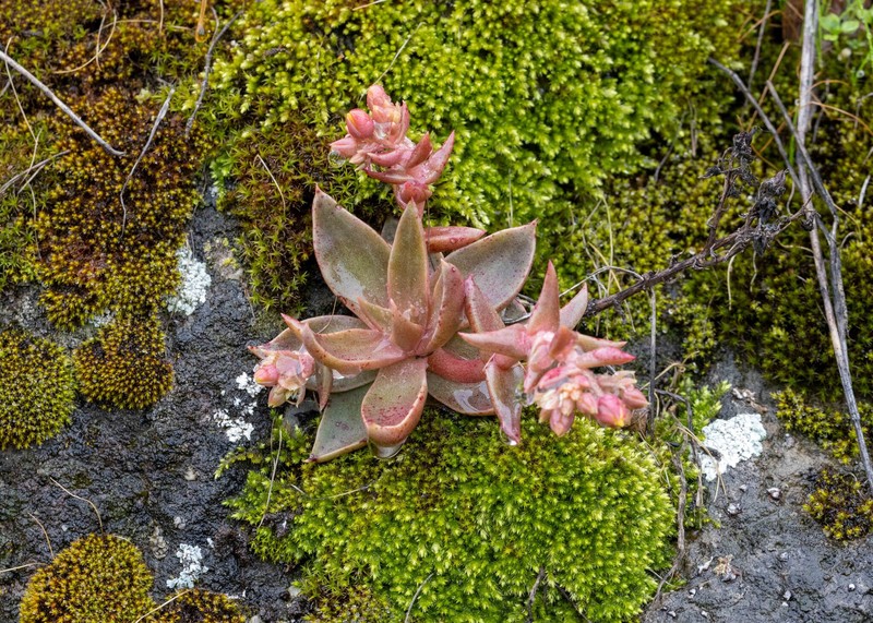 Dudleya cymosa subsp. marcescens