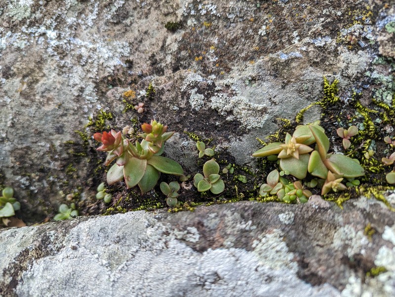Dudleya cymosa subsp. marcescens photo 2