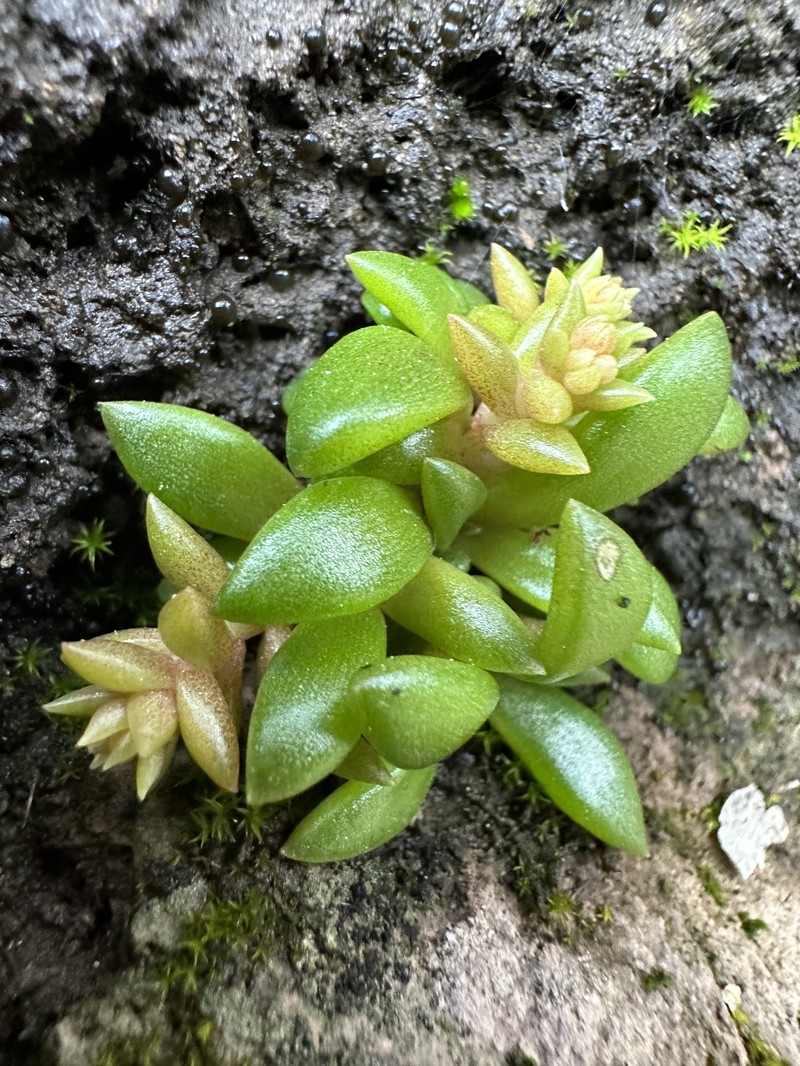Dudleya cymosa subsp. marcescens photo 3
