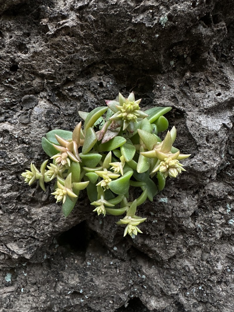 Dudleya cymosa subsp. marcescens photo 4