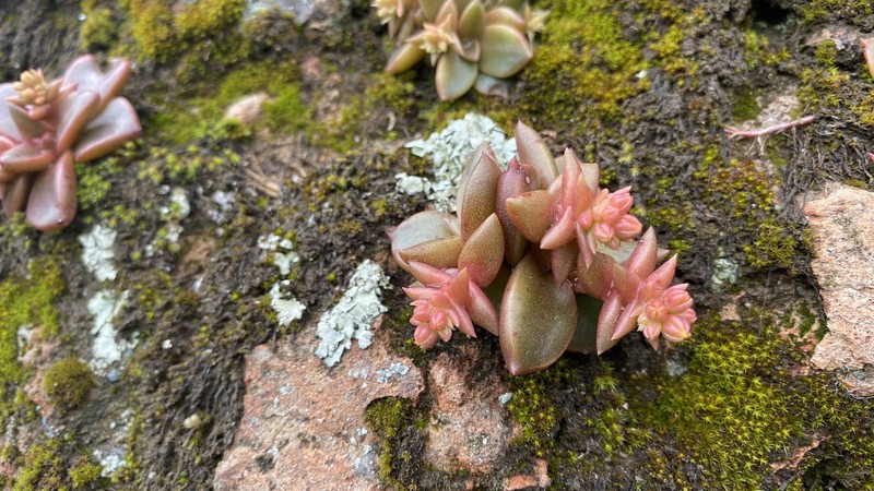 Dudleya cymosa subsp. marcescens photo 5