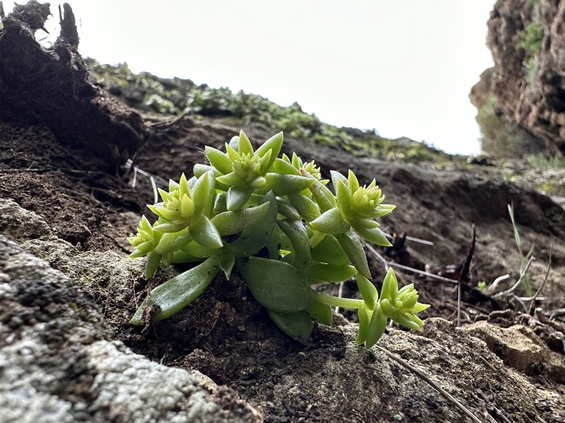 Dudleya cymosa subsp. marcescens photo 7