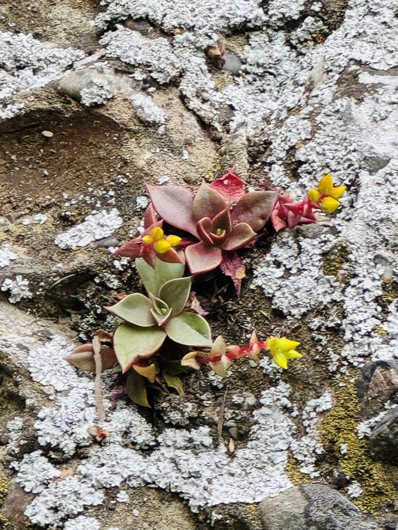 Dudleya cymosa subsp. ovatifolia
