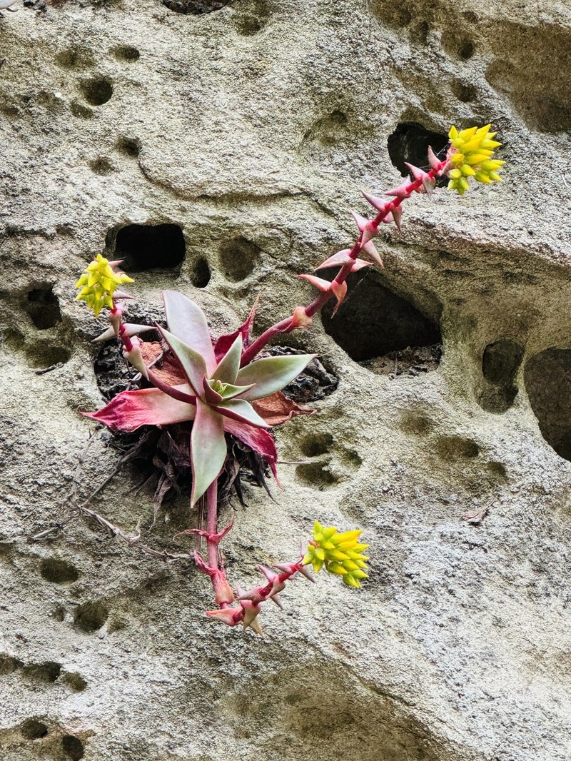 Dudleya cymosa subsp. ovatifolia photo 2