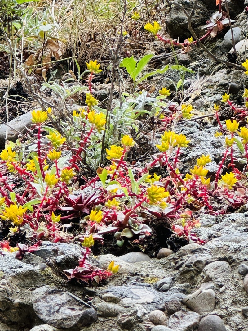 Dudleya cymosa subsp. ovatifolia photo 3