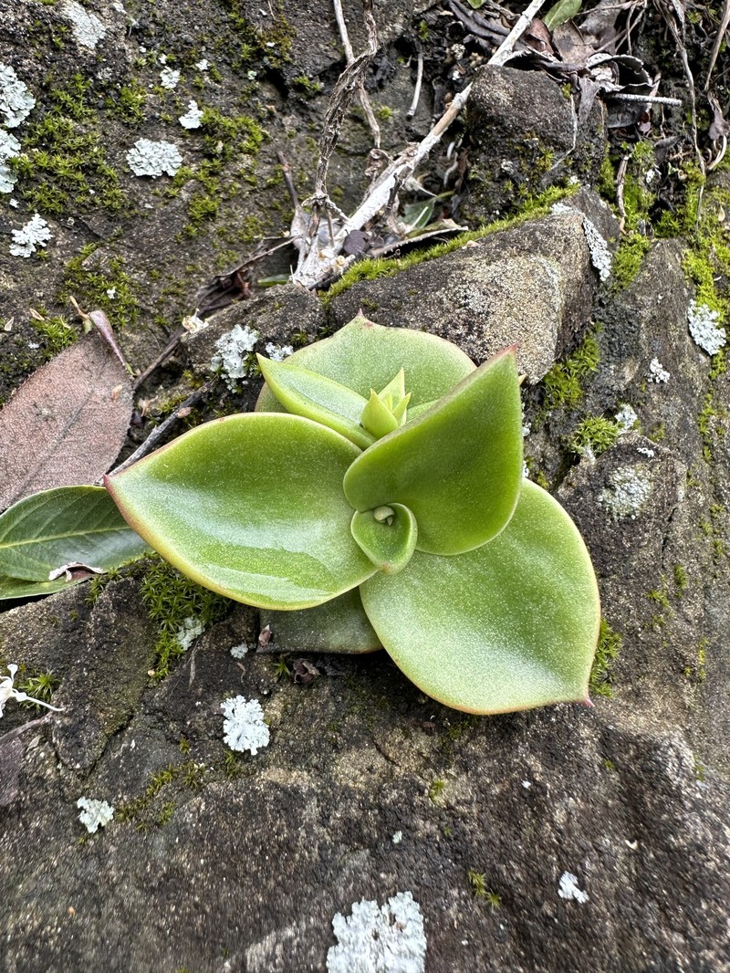 Dudleya cymosa subsp. ovatifolia photo 4
