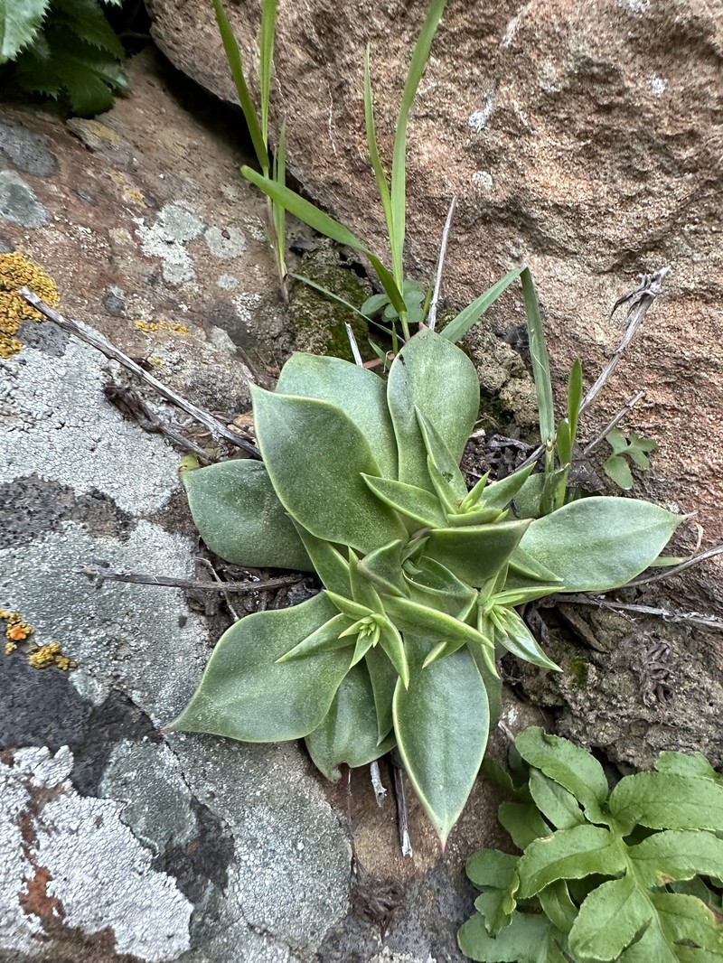Dudleya cymosa subsp. ovatifolia photo 5