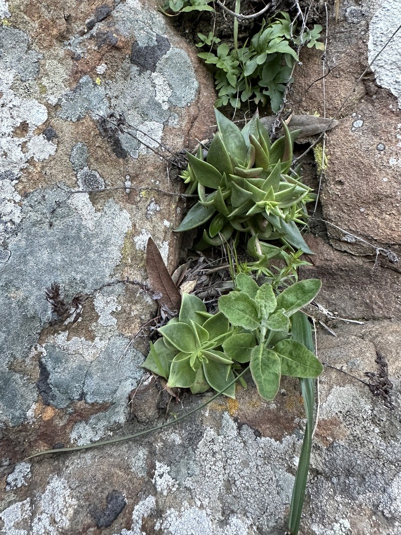 Dudleya cymosa subsp. ovatifolia photo 6
