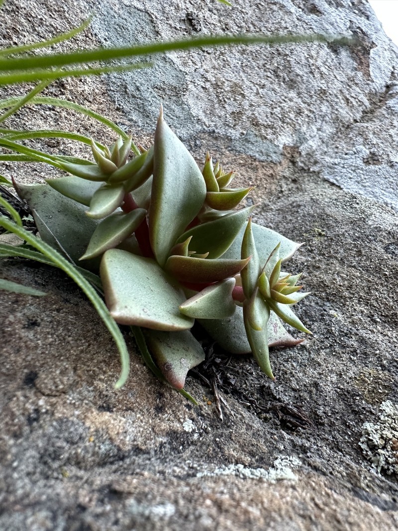 Dudleya cymosa subsp. ovatifolia photo 7