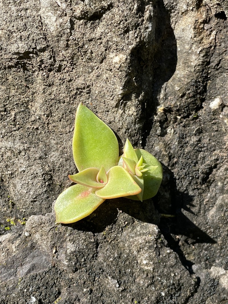 Dudleya cymosa subsp. ovatifolia photo 8