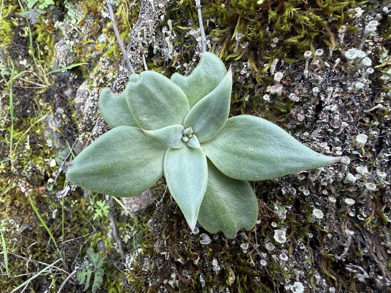 Dudleya cymosa subsp. paniculata