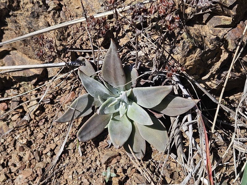 Dudleya cymosa subsp. paniculata photo 2