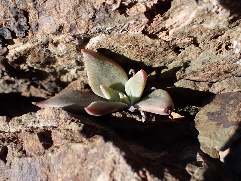 Dudleya cymosa subsp. paniculata photo 3