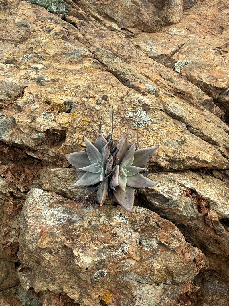 Dudleya cymosa subsp. paniculata photo 4