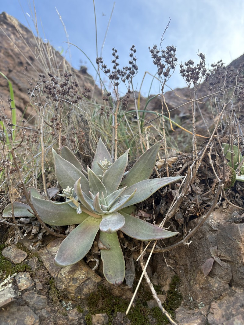 Dudleya cymosa subsp. paniculata photo 5