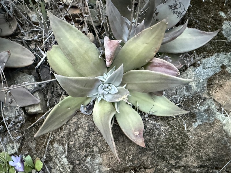 Dudleya cymosa subsp. paniculata photo 6