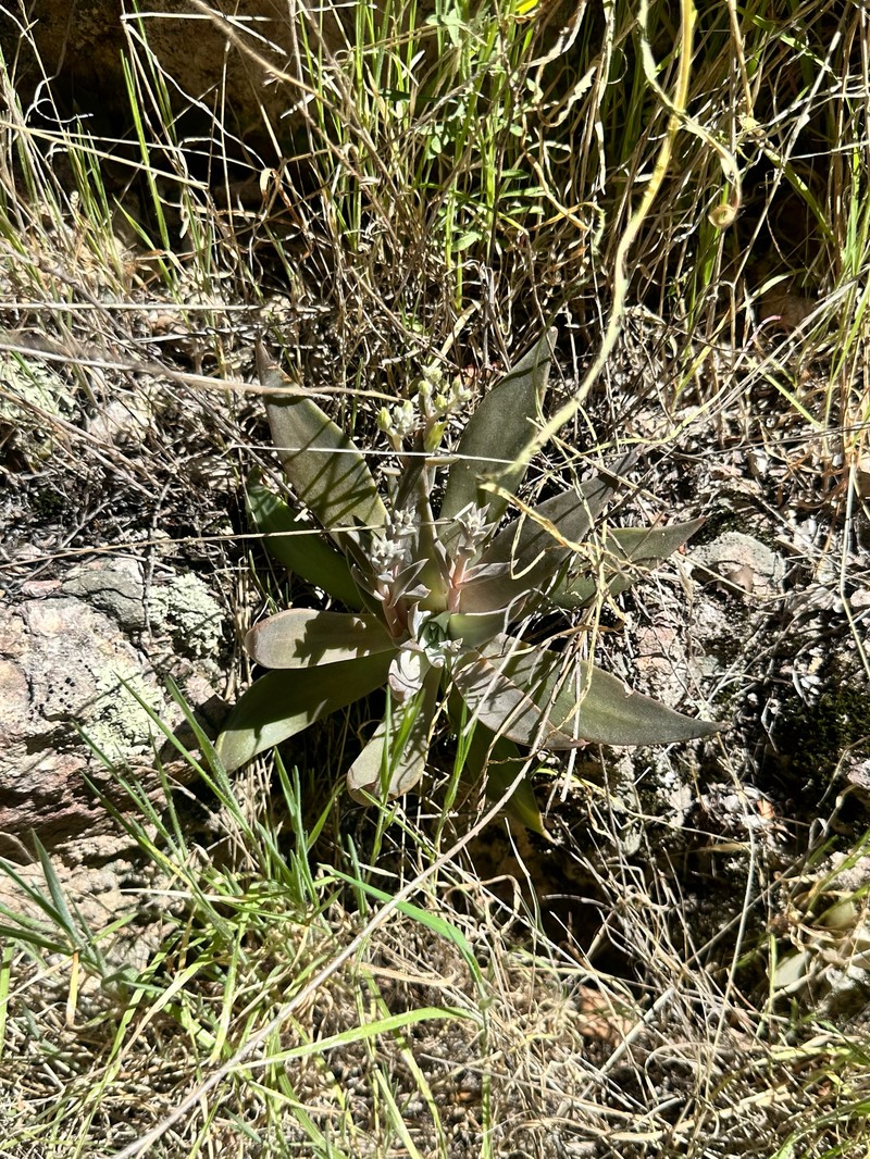 Dudleya cymosa subsp. paniculata photo 7