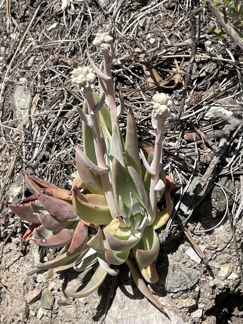 Dudleya cymosa subsp. paniculata photo 8