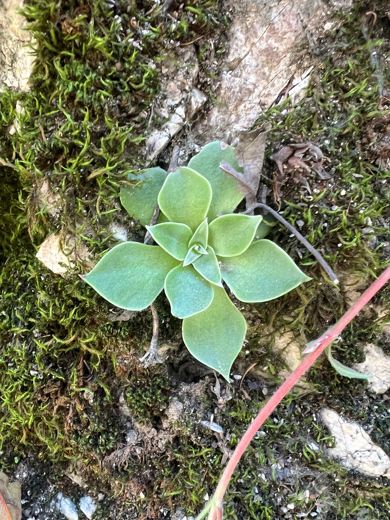 Dudleya cymosa subsp. pumila