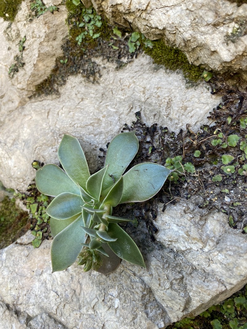 Dudleya cymosa subsp. pumila photo 2