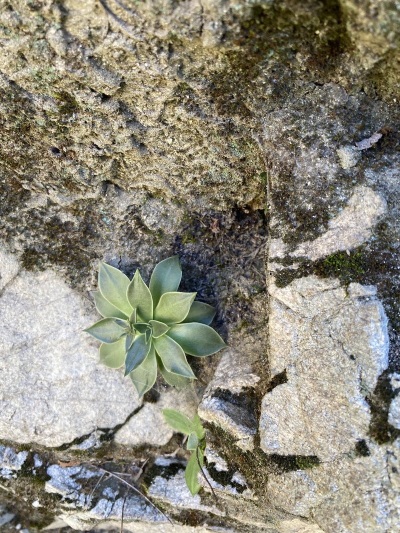 Dudleya cymosa subsp. pumila photo 3