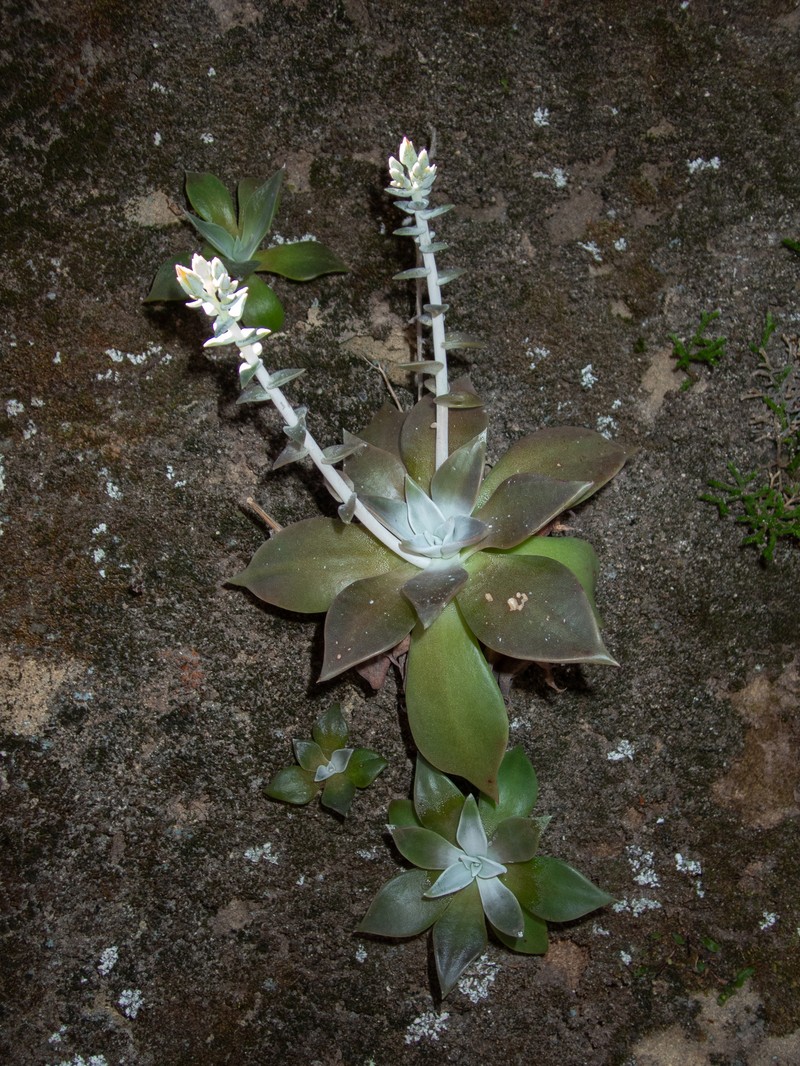 Dudleya cymosa subsp. pumila photo 4