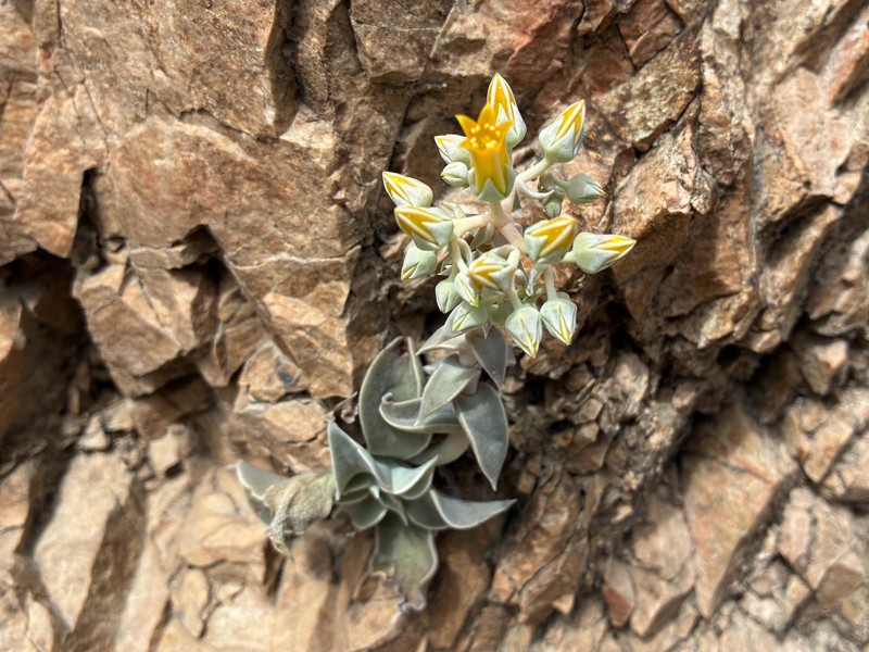 Dudleya cymosa subsp. pumila photo 5