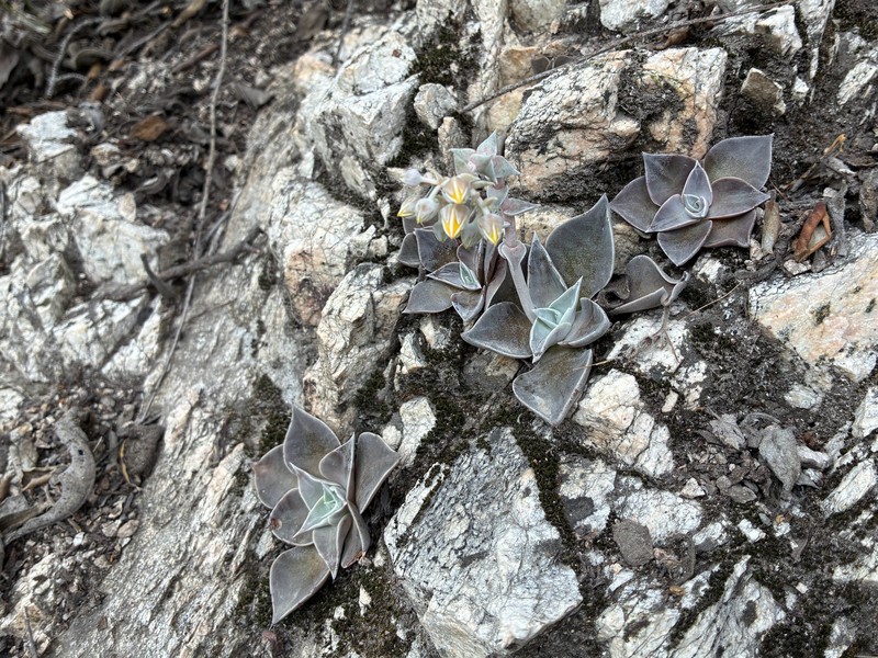 Dudleya cymosa subsp. pumila photo 6