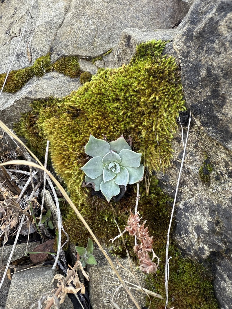 Dudleya cymosa subsp. pumila photo 8