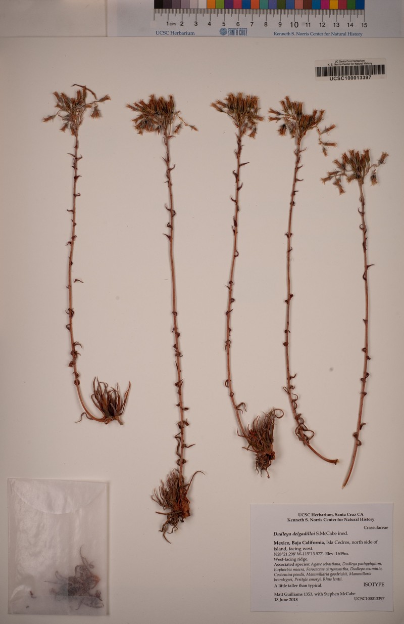 Dudleya delgadilloi