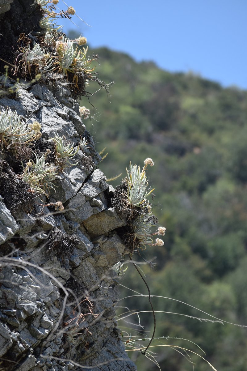 San Gabriel Mountains Liveforever