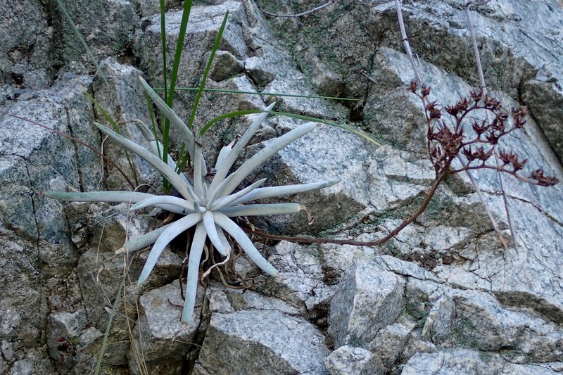 San Gabriel Mountains Liveforever photo 2