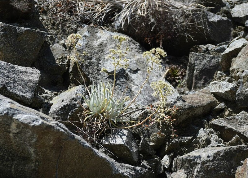 San Gabriel Mountains Liveforever photo 5
