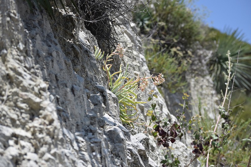 San Gabriel Mountains Liveforever photo 6