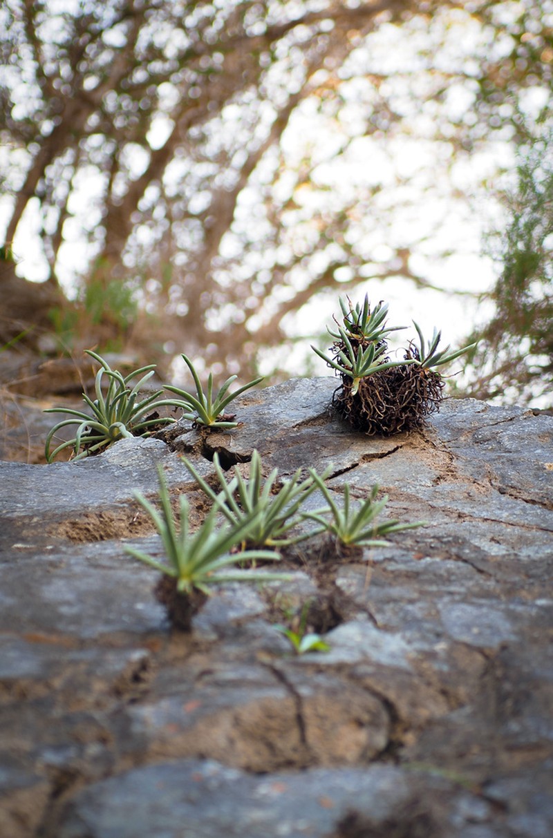 San Gabriel Mountains Liveforever photo 8