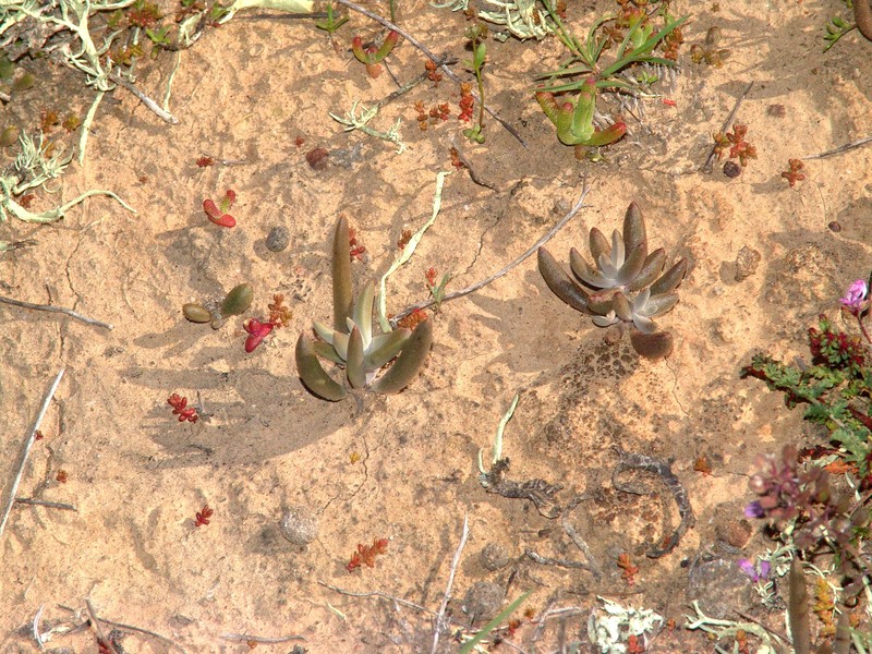 Dudleya hendrixii