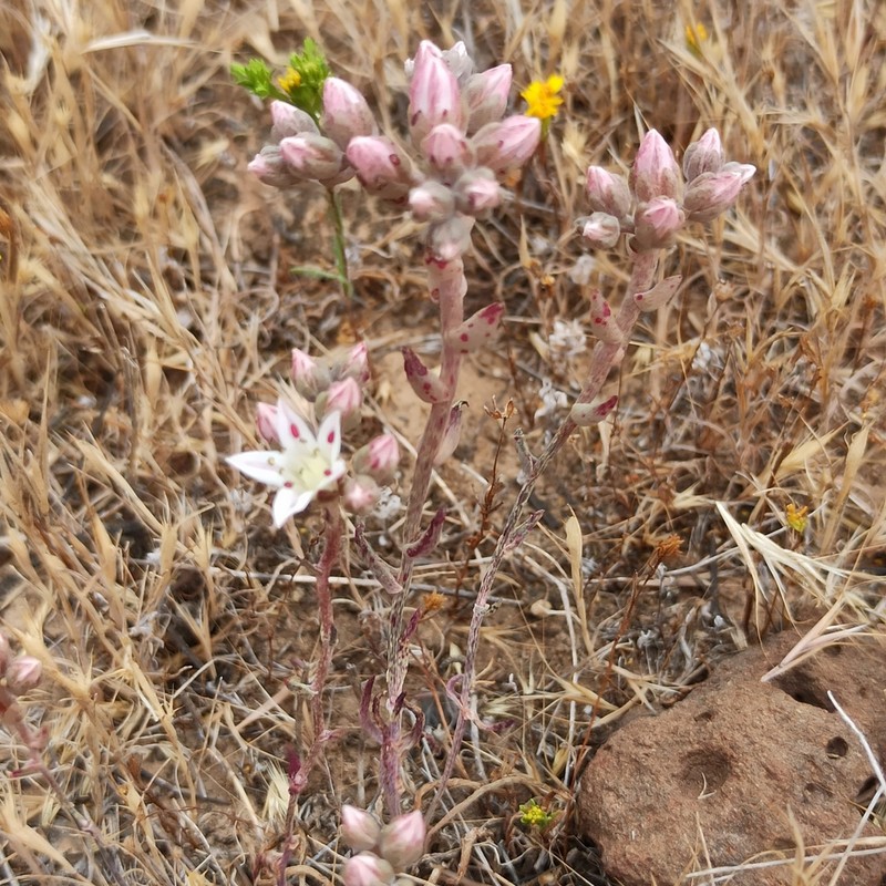 Dudleya hendrixii photo 2