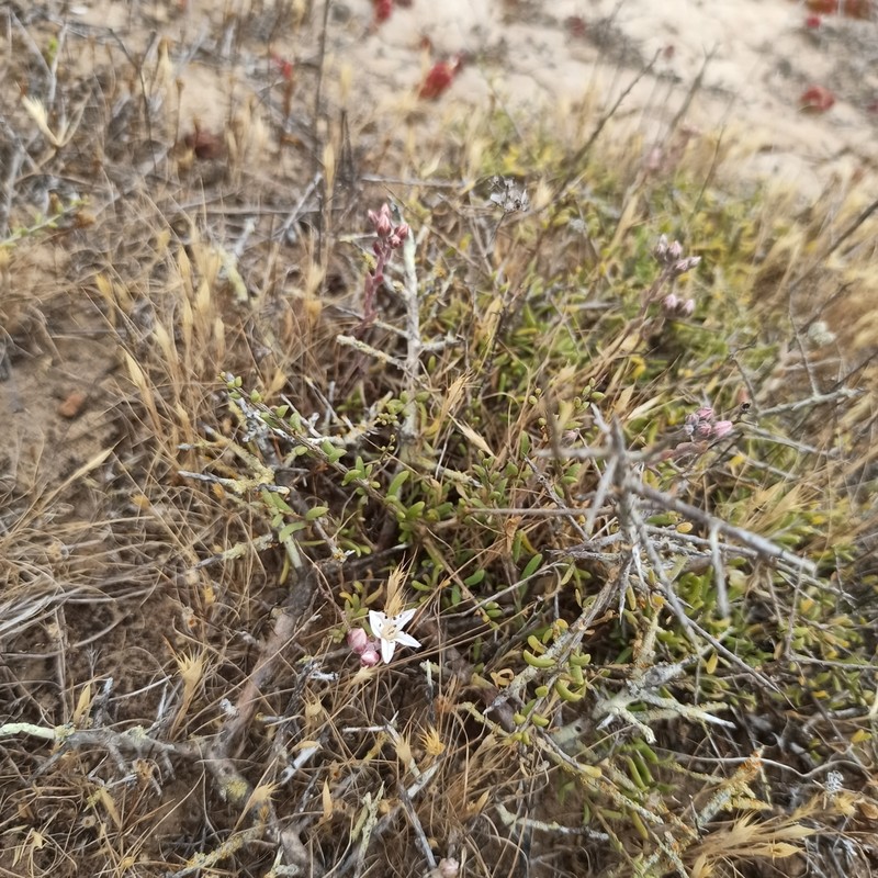 Dudleya hendrixii photo 3
