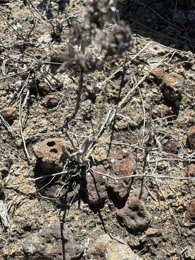Dudleya hendrixii photo 4