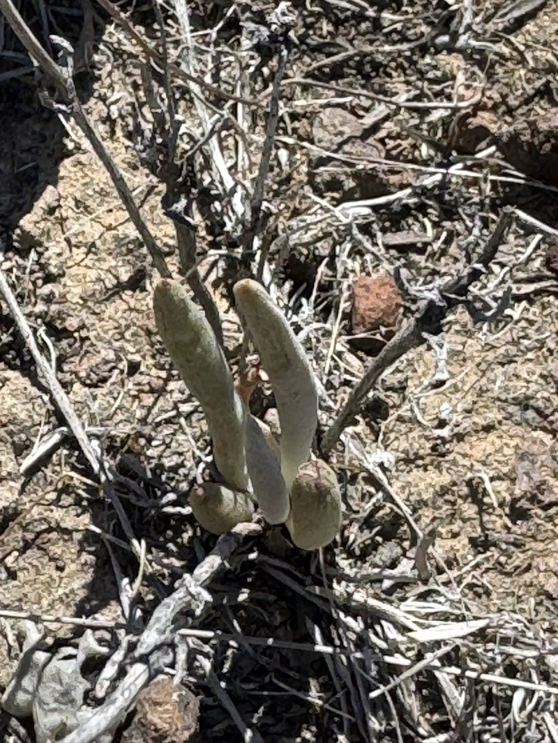 Dudleya hendrixii photo 5
